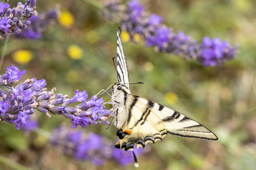 Papillon (Le Flambé) butinant des fleurs de lavande