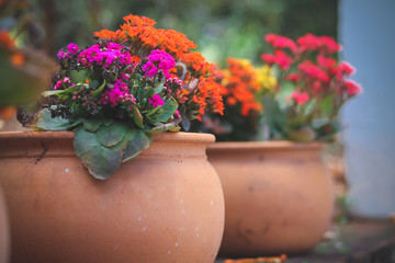Colorful flower pots on a farm decorating the garden