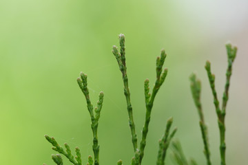 thuja tree close-up blurred background