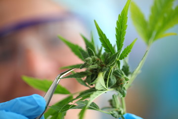 laboratory medical cannabis