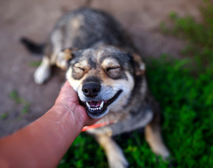 cute brown dog lying on the grass and smiles closing his eyes with pleasure from the gentle stroking of the hands of the person