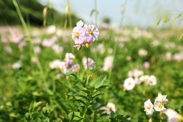 Pszczoła i kwiaty kwitnących kartofli, ziemniaków.