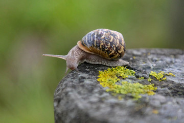 Snail on a log in the forest