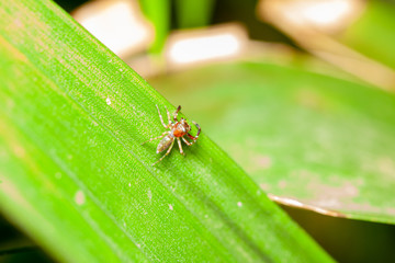 Jumping Spider Mimic