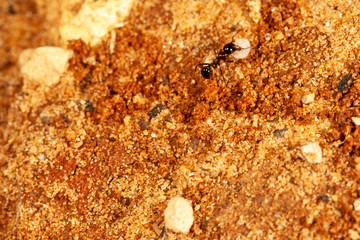 Ant with Pupa