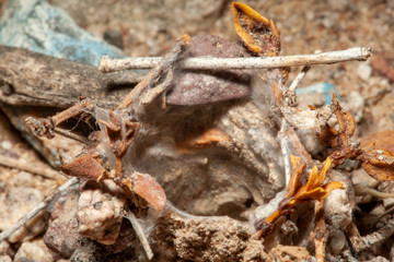 Spider Hole