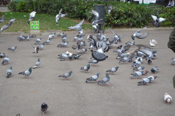 pigeons
