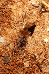 Ant