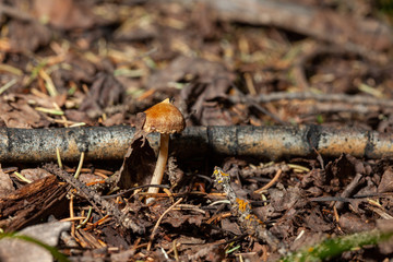 Drying Mushroom on the Forest Floor