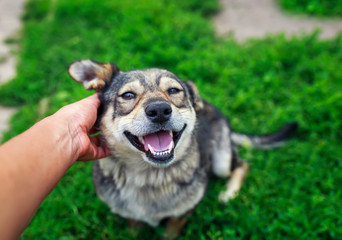 cute brown dog lying on the grass and smiles from gentle stroking of the hands of the person behind the ear