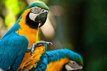 Arara Canindé