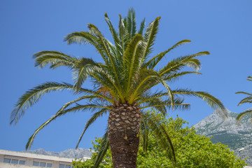 Palm on embankment at mountains background in Makarska, Croatia