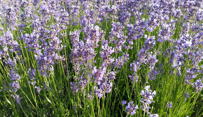 Beautiful blooming lavenders
