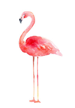 Watercolor pink flamingo on white background
