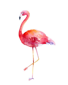 Watercolor pink flamingo on white background
