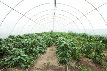 Organic pepper growing in greenhouse.