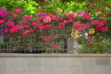 Fototapeta na wymiar Adorable saturated bougainvillea plants on a stylish cast iron fence.