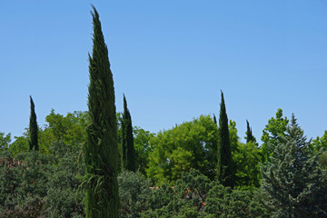 Landscape with cypress and other trees in central California