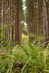 Pine forest. Tall pines and green fern leaves on the path. Sun. The concept of a warm autumn. Mushrooms