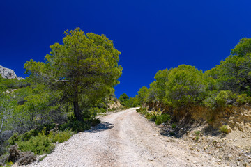 żwirowa droga z sosnami koło Alicante w Hiszpanii