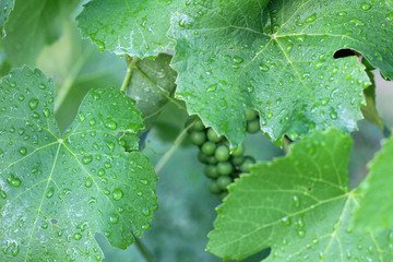 Vineyard after the rain. Close up grape leaves with water drops