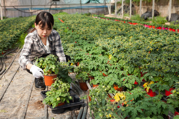 Chinese woman gardener working with tomato seedlings in greenhouse