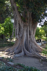 tree+trunk+nature+forest+uniquetree