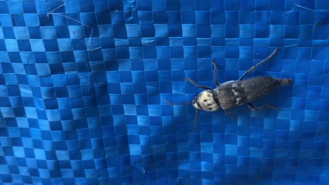 beetle crawling on the blue technical fabric