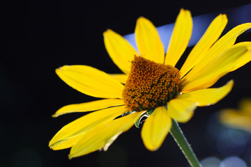 orange-yellow flowers at sunset. Similar to daisy flowers on a blurred background with bokeh.