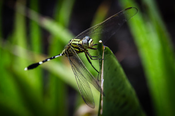 A dragonfly resting on the plant branch in a close-up picture