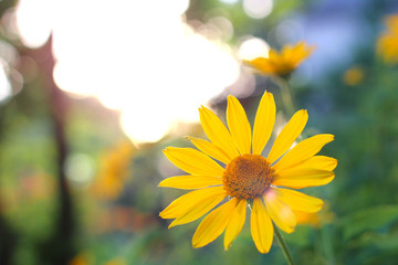 orange-yellow flowers at sunset. Similar to daisy flowers on a blurred background with bokeh.