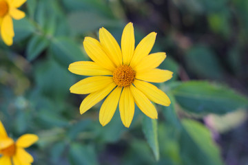 orange-yellow flowers at sunset. Similar to daisy flowers on a blurred background with bokeh.