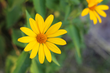 orange-yellow flowers at sunset. Similar to daisy flowers on a blurred background with bokeh.