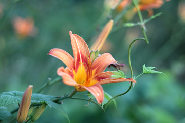 Orange-yellow lilies on a green blurred background. Beautiful blooming flowers close up on the Sunset