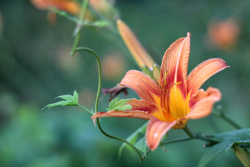Fototapeta premium Orange-yellow lilies on a green blurred background. Beautiful blooming flowers close up on the Sunset