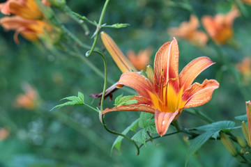 Fototapeta premium Orange-yellow lilies on a green blurred background. Beautiful blooming flowers close up on the Sunset