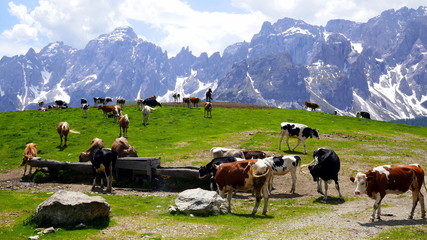 Fototapeta na wymiar Kühe und Pferde sammeln sich auf einer Alm um einen Brunnen bei der Nemeshütte in den Dolomiten
