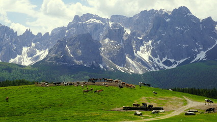 Fototapeta na wymiar malerische Hochalm bei der Nemeshütte mit Kühen und Pferden in den Dolomiten in Südtirol