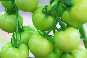 Growing tomatoes in the greenhouse. Close-up. Background.