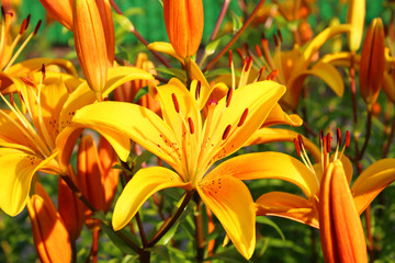 Obraz premium Beautiful bright yellow lily flowers. Close-up. Background. Texture.