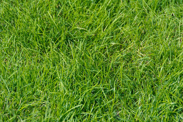 green grass under the bright summer sun