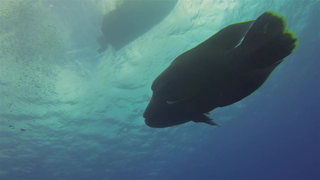 Humphead Wrasse, Napoleonfish Or Napoleon Wrasse Swimming Under Dive Boat Silhouette On Reef In Blue Ocean Sea Water.This Big Fish Is Also Named Giant Humphead Wrasse, Humphead Maori Wrasse
