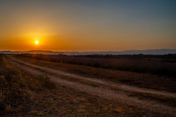 View of the lavender fields