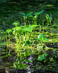 Peace Lily Water Plantain Plants