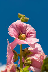 big pink flower against the blue sky