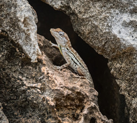 A small lizard in the mundi of Curacao Island