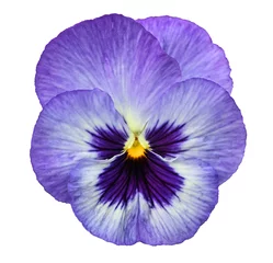 Fotobehang Blauw viooltje geïsoleerd op witte achtergrond © jerzy