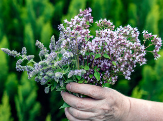 Various fresh medicinal herbs. Raw Oregano and Melissa bouquet. 