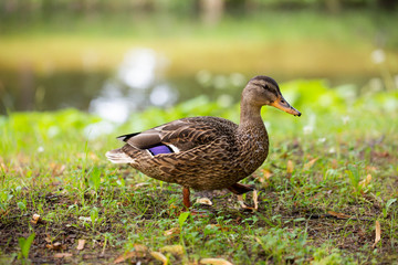 wild famale duck walking on grass