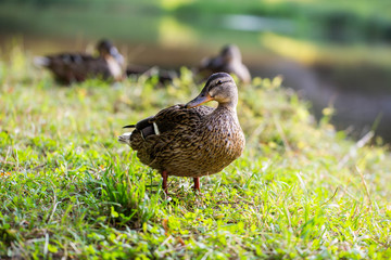wild famale duck walking on grass